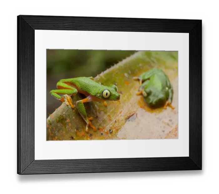 Framed Print : Amazon leaf frogs (Agalychnis hulli) perched on a bromeliad. Arajuno, Pastaza, Ecuador Framed Print : Amazon leaf frogs (Agalychnis hulli) perched on a bromeliad. Arajuno, Pastaza, Ecuador