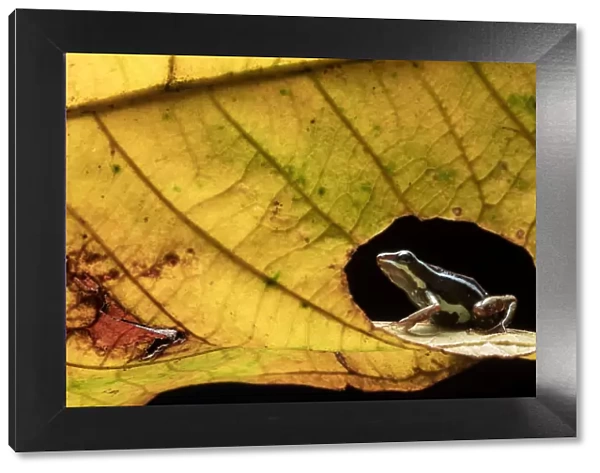 Anthonys poison-frog (Epipedobates anthonyi) seen through hole in leaf. Buenaventura Reserve