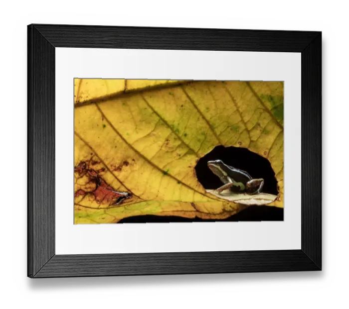 Framed Print : Anthonys poison-frog (Epipedobates anthonyi) seen through hole in leaf. Buenaventura Reserve Framed Print : Anthonys poison-frog (Epipedobates anthonyi) seen through hole in leaf. Buenaventura Reserve