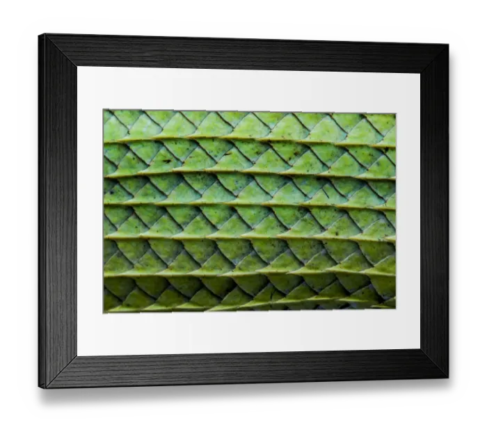 Framed Print : Close-up of the Green garden lizard (Calotes calotes) scales on the abdomen. Captive Framed Print : Close-up of the Green garden lizard (Calotes calotes) scales on the abdomen. Captive