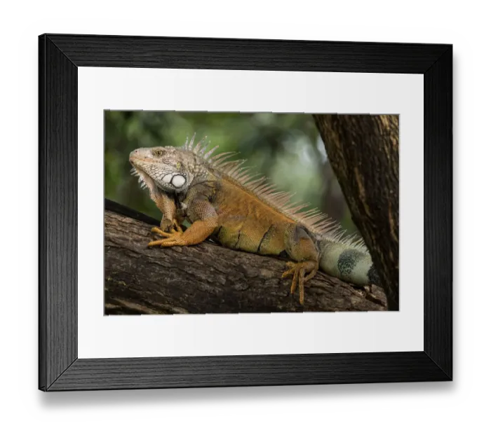Framed Print : Green iguana (Iguana iguana) perched on a branch in a city park. Guayaquil, Guayas Framed Print : Green iguana (Iguana iguana) perched on a branch in a city park. Guayaquil, Guayas