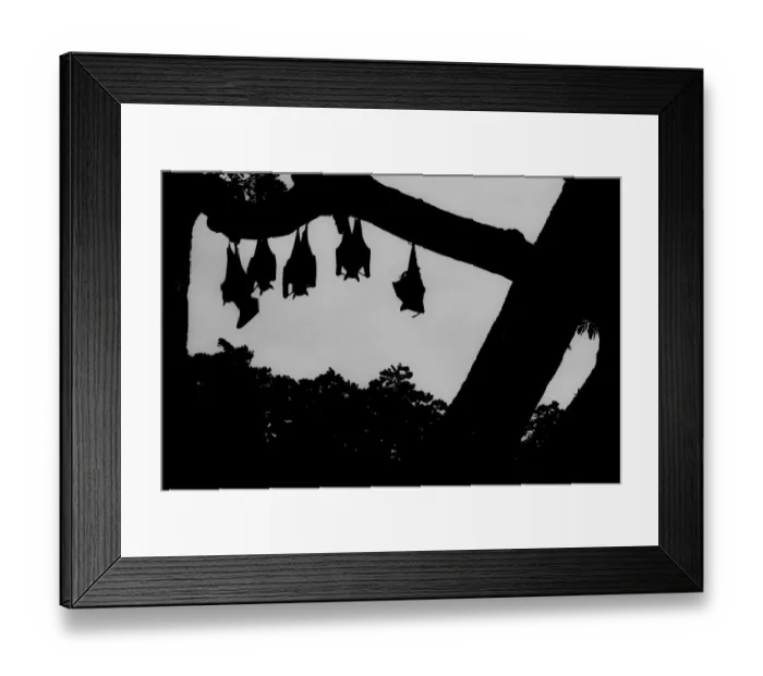 Framed Print : Indian flying foxes (Pteropus giganteus) roosting in tree, Yala National Park, Southern Province