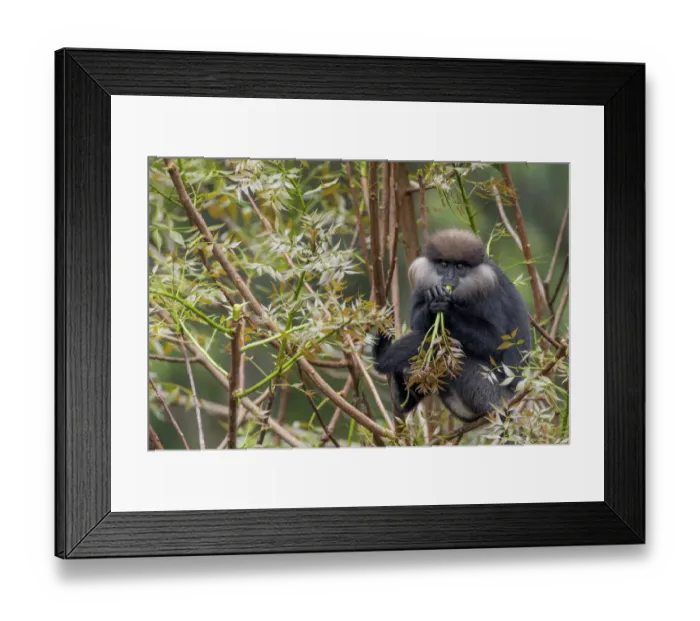 Framed Print : Purple-faced langur (Trachypithecus vetulus) eating on a branch. Sinharaja, Southern Province Framed Print : Purple-faced langur (Trachypithecus vetulus) eating on a branch. Sinharaja, Southern Province