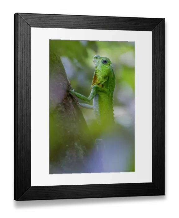 Framed Print : Hump-nosed lizard (Lyriocephalus scutatus) on a branch. Sinharaja, Southern Province Framed Print : Hump-nosed lizard (Lyriocephalus scutatus) on a branch. Sinharaja, Southern Province