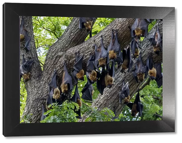 Indian flying foxes (Pteropus giganteus) roosting in tree, Yala National Park, Southern Province