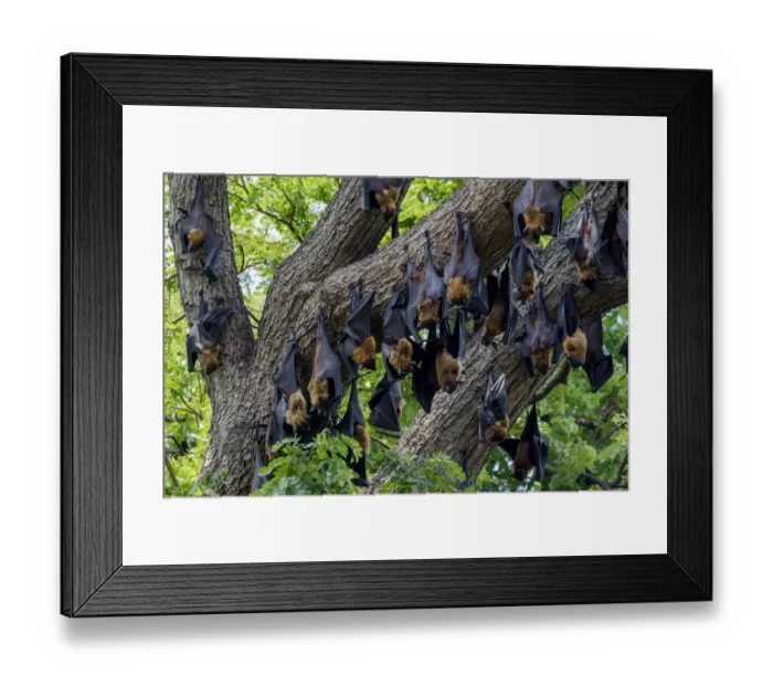 Framed Print : Indian flying foxes (Pteropus giganteus) roosting in tree, Yala National Park, Southern Province Framed Print : Indian flying foxes (Pteropus giganteus) roosting in tree, Yala National Park, Southern Province