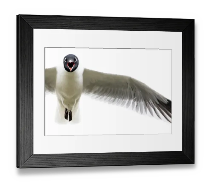 Framed Print : Andean Gull (Chroicocephalus serranus) calling in flight, Cotopaxi, Ecuador Framed Print : Andean Gull (Chroicocephalus serranus) calling in flight, Cotopaxi, Ecuador