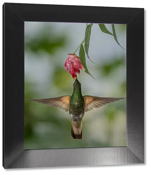 Buff-Tailed Coronet hummingbird (Boissonneaua flavescens) flying to flower, Mindo