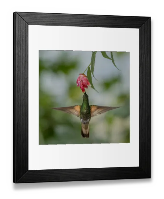 Framed Print : Buff-Tailed Coronet hummingbird (Boissonneaua flavescens) flying to flower, Mindo Framed Print : Buff-Tailed Coronet hummingbird (Boissonneaua flavescens) flying to flower, Mindo