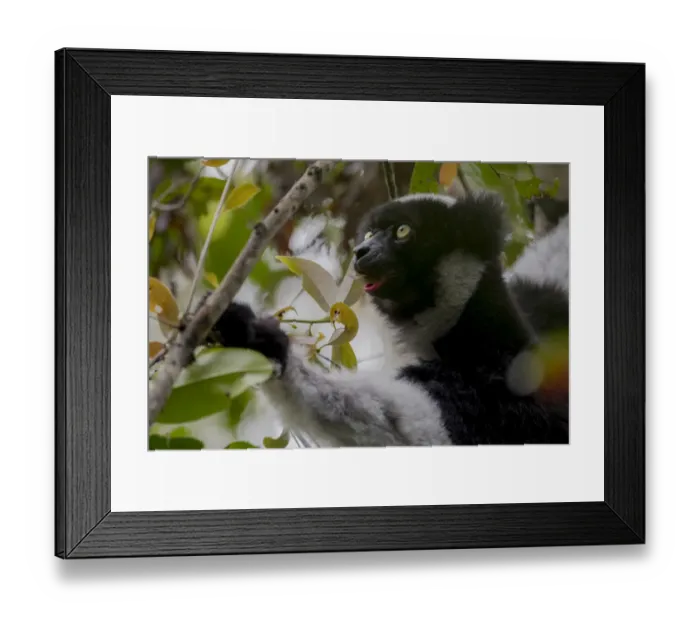 Framed Print : Indri (Indri indri) feeding, Andasibe-Mantadia National Park, Moramanga, Madagascar Framed Print : Indri (Indri indri) feeding, Andasibe-Mantadia National Park, Moramanga, Madagascar