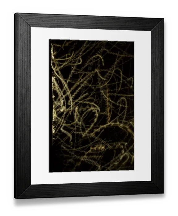 Framed Print : Trails of insects flying in a light at night. Chobe River, North-West District, Botswana