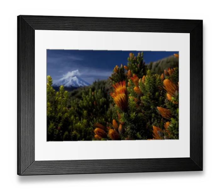 Framed Print : Cotopaxi volcano at sunrise with the Flower of the Andes (Chuquiraga jussieui) Cotopaxi Framed Print : Cotopaxi volcano at sunrise with the Flower of the Andes (Chuquiraga jussieui) Cotopaxi