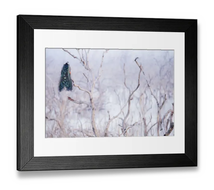 Framed Print : Peacock / Blue Peafowl male (Pavo cristatus) perched in tree, Yala National Park Framed Print : Peacock / Blue Peafowl male (Pavo cristatus) perched in tree, Yala National Park
