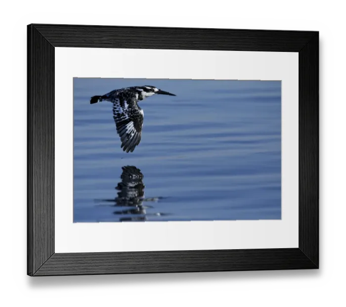 Framed Print : Pied kingfisher (Ceryle rudis) in flight, Chobe River, North-West District, Botswana Framed Print : Pied kingfisher (Ceryle rudis) in flight, Chobe River, North-West District, Botswana