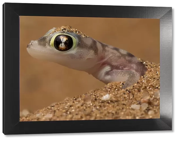 Namib sand gecko (Pachydactylus rangei) in sand, Swakopmund, Erongo, Namibia