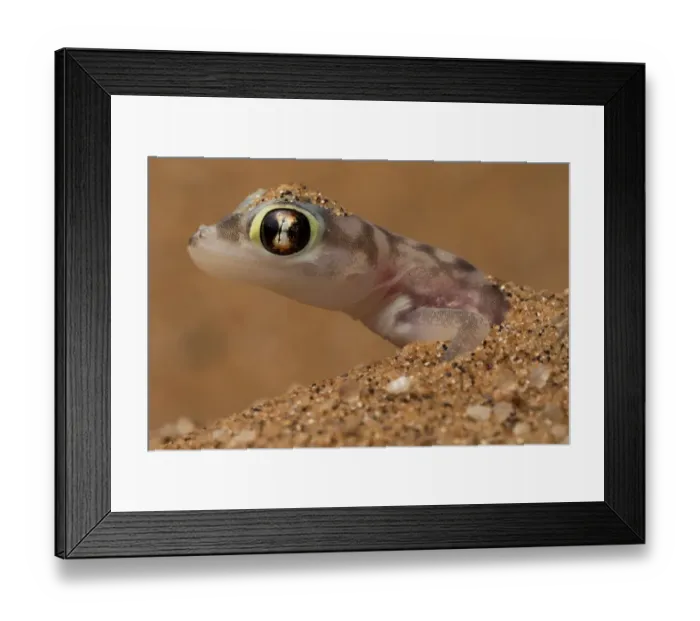 Framed Print : Namib sand gecko (Pachydactylus rangei) in sand, Swakopmund, Erongo, Namibia Framed Print : Namib sand gecko (Pachydactylus rangei) in sand, Swakopmund, Erongo, Namibia