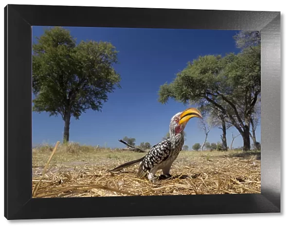 Southern yellow-billed hornbill (Tockus leucomelas) on ground, Moremi Game Reserve