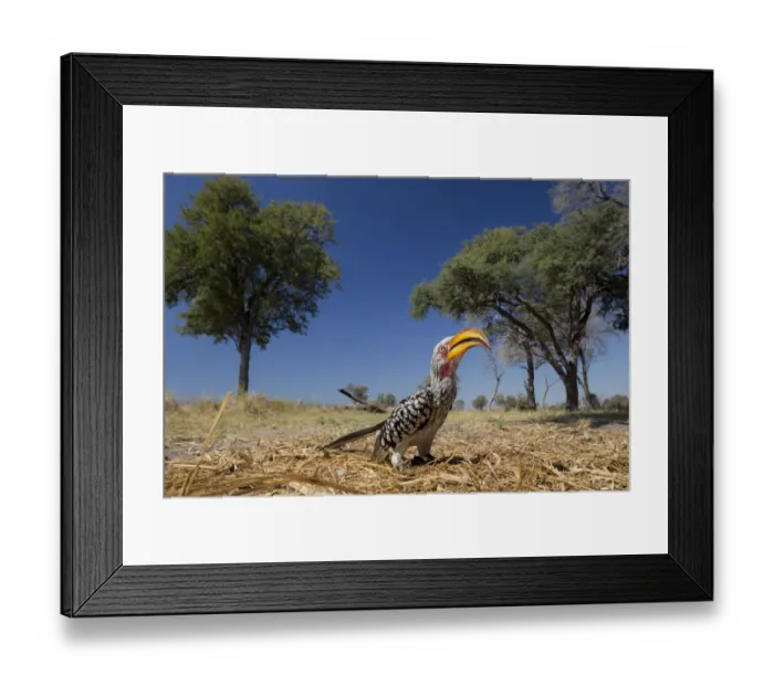 Framed Print : Southern yellow-billed hornbill (Tockus leucomelas) on ground, Moremi Game Reserve Framed Print : Southern yellow-billed hornbill (Tockus leucomelas) on ground, Moremi Game Reserve