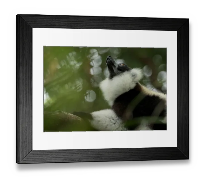 Framed Print : Black-and-white ruffed-lemur (Varecia variegata) looking up, Palmarium, Atsinanana Framed Print : Black-and-white ruffed-lemur (Varecia variegata) looking up, Palmarium, Atsinanana