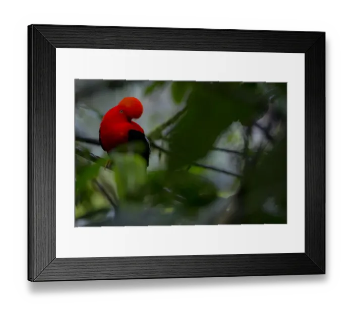 Framed Print : Andean Cock-of-the-Rock (Rupicola peruvianus) Mindo, Pichincha, Ecuador Framed Print : Andean Cock-of-the-Rock (Rupicola peruvianus) Mindo, Pichincha, Ecuador