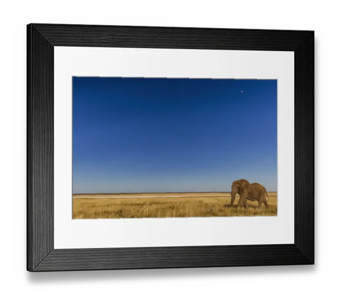 Framed Print : African Elephant (Loxodonta africana) Etosha National Park, Kunene, Namibia Framed Print : African Elephant (Loxodonta africana) Etosha National Park, Kunene, Namibia