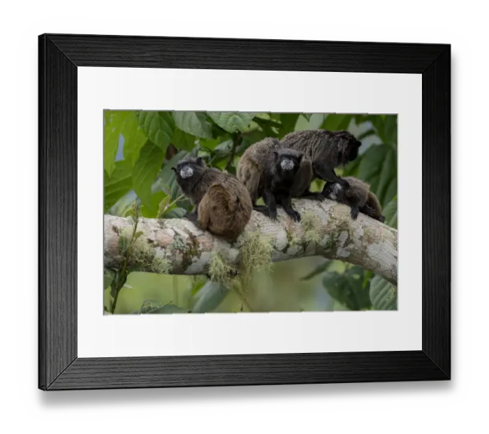 Framed Print : Black-Mantled Tamarin (Saguinus nigricollis) group with social grooming, Sumaco, Napo, Ecuador Framed Print : Black-Mantled Tamarin (Saguinus nigricollis) group with social grooming, Sumaco, Napo, Ecuador