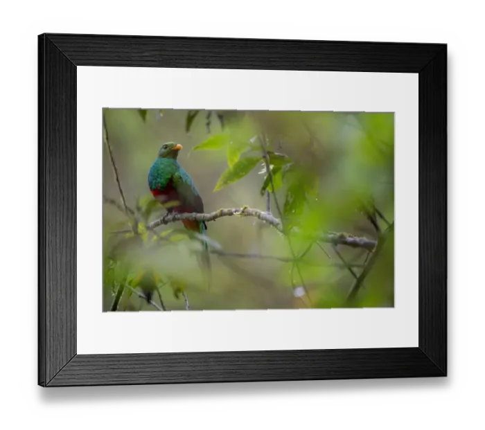 Framed Print : Golden-headed quetzal (Pharomachrus auriceps) Mindo, Pichincha, Ecuador Framed Print : Golden-headed quetzal (Pharomachrus auriceps) Mindo, Pichincha, Ecuador