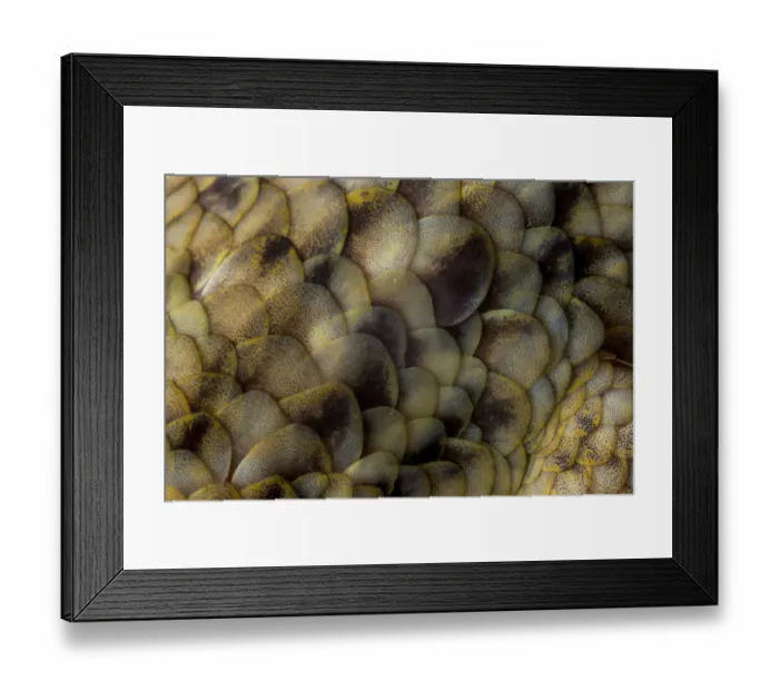 Framed Print : Spotted fish-scaled gecko (Geckolepis maculata) close up of scales, Palmarium, Atsinanana Framed Print : Spotted fish-scaled gecko (Geckolepis maculata) close up of scales, Palmarium, Atsinanana