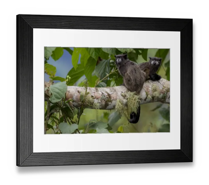 Framed Print : Black-mantled tamarin (Saguinus nigricollis) Sumaco, Napo, Ecuador Framed Print : Black-mantled tamarin (Saguinus nigricollis) Sumaco, Napo, Ecuador