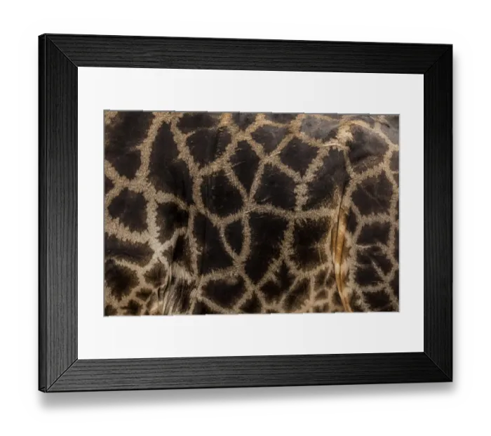 Framed Print : Giraffe (Giraffa camelopardalis) close up of pattern Chobe River, North-West District Framed Print : Giraffe (Giraffa camelopardalis) close up of pattern Chobe River, North-West District