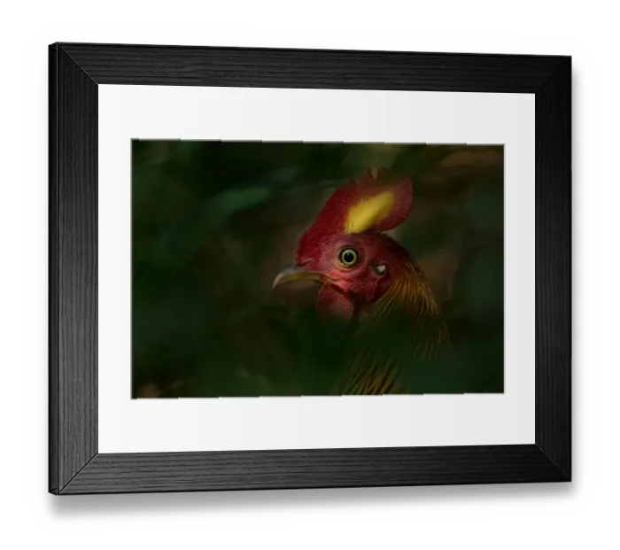 Framed Print : Sri Lankan Junglefowl (Gallus lafayettii) Yala National Park, Southern Province Framed Print : Sri Lankan Junglefowl (Gallus lafayettii) Yala National Park, Southern Province