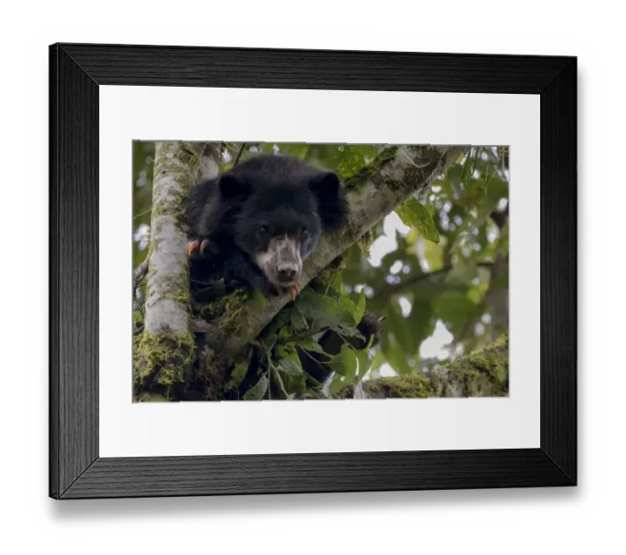 Framed Print : Spectacled or Andean Bear (Tremarctos ornatus) looking out from tree branch, Maquipucuna Framed Print : Spectacled or Andean Bear (Tremarctos ornatus) looking out from tree branch, Maquipucuna