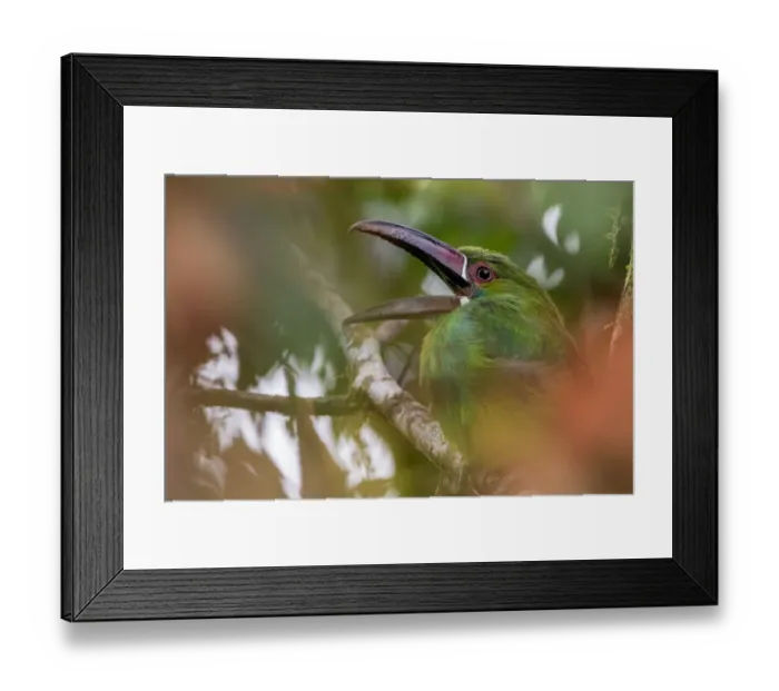 Framed Print : Crimson-rumped toucanet (Aulacorhynchus haematopygus) calling, Mashpi, Pichincha, Ecuador Framed Print : Crimson-rumped toucanet (Aulacorhynchus haematopygus) calling, Mashpi, Pichincha, Ecuador