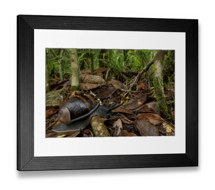 Framed Print : Magnificent land-snail (Helicophanta magnifica) Andasibe-Mantadia National Park, Moramanga Framed Print : Magnificent land-snail (Helicophanta magnifica) Andasibe-Mantadia National Park, Moramanga