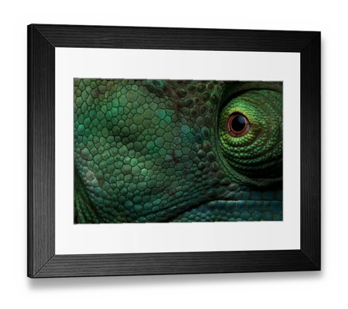 Framed Print : Parsons Chameleon (Calumma parsonii) close up of eye and skin, Andasibe-Mantadia National Park Framed Print : Parsons Chameleon (Calumma parsonii) close up of eye and skin, Andasibe-Mantadia National Park