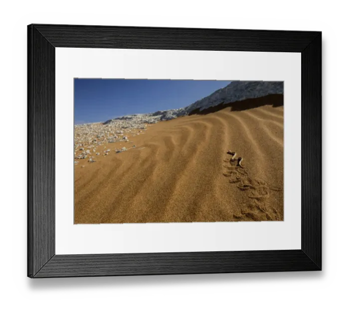 Framed Print : Horned adder (Bitis caudalis) Swakopmund, Erongo, Namibia Framed Print : Horned adder (Bitis caudalis) Swakopmund, Erongo, Namibia