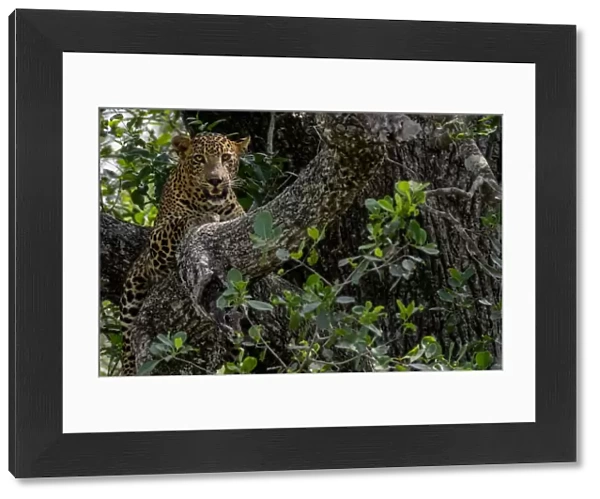 Sri Lankan leopard (Panthera pardus kotiya) Yala National Park, Southern Province