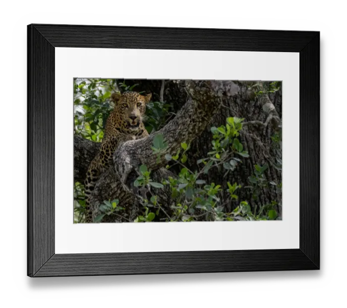 Framed Print : Sri Lankan leopard (Panthera pardus kotiya) Yala National Park, Southern Province