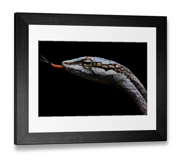 Framed Print : Twig snake (Thelotornis capensis) with tongue extended, Moremi Game Reserve, Botswana Framed Print : Twig snake (Thelotornis capensis) with tongue extended, Moremi Game Reserve, Botswana
