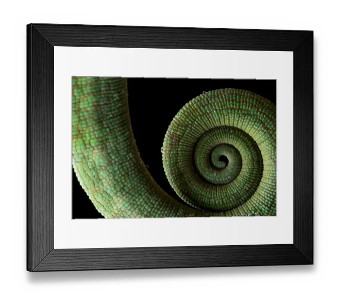 Framed Print : Parsons Chameleon (Calumma parsonii) Andasibe-Mantadia National Park, Moramanga, Madagascar Framed Print : Parsons Chameleon (Calumma parsonii) Andasibe-Mantadia National Park, Moramanga, Madagascar