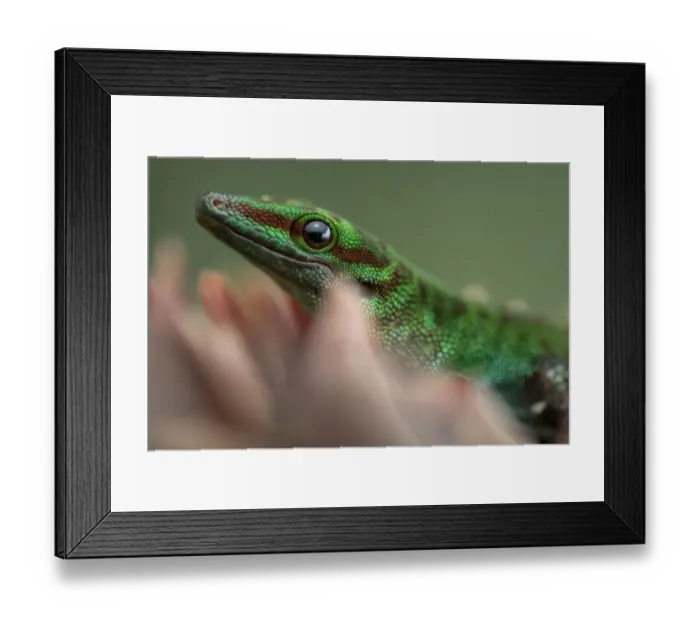 Framed Print : Madagascar day gecko (Phelsuma madagascariensis) Andasibe-Mantadia National Park Framed Print : Madagascar day gecko (Phelsuma madagascariensis) Andasibe-Mantadia National Park