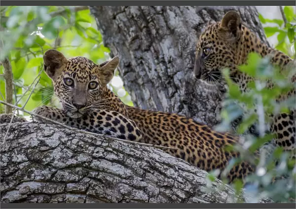 Sri Lankan leopard (Panthera pardus kotiya) cub in tree, Yala National Park, Southern Province
