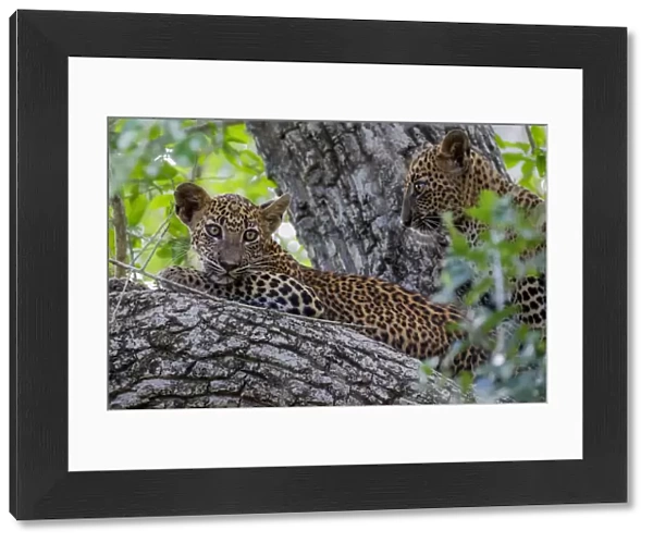 Sri Lankan leopard (Panthera pardus kotiya) cub in tree, Yala National Park, Southern Province