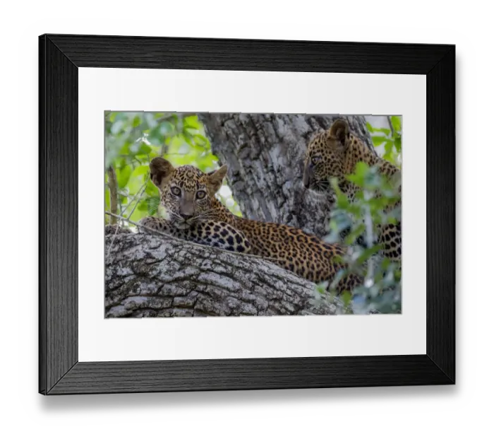Framed Print : Sri Lankan leopard (Panthera pardus kotiya) cub in tree, Yala National Park, Southern Province Framed Print : Sri Lankan leopard (Panthera pardus kotiya) cub in tree, Yala National Park, Southern Province