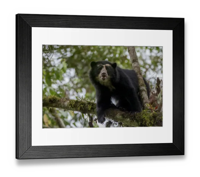 Framed Print : Spectacled or Andean bear (Tremarctos ornatus) Maquipucuna, Pichincha, Ecuador Framed Print : Spectacled or Andean bear (Tremarctos ornatus) Maquipucuna, Pichincha, Ecuador