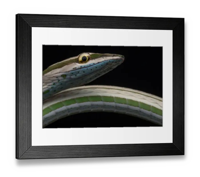 Framed Print : Striped vinesnake (Philodryas argentea) Yasuni National Park, Orellana, Ecuador Framed Print : Striped vinesnake (Philodryas argentea) Yasuni National Park, Orellana, Ecuador