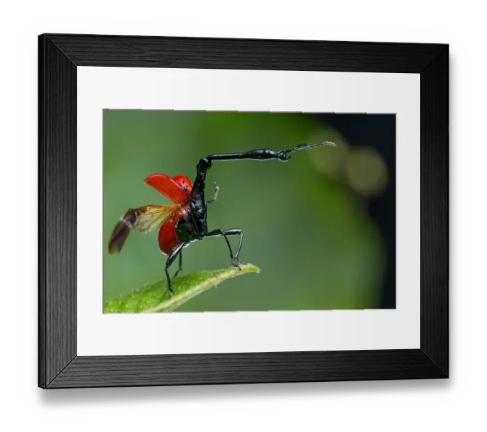 Framed Print : Giraffe weevil (Trachelophorus giraffa) Andasibe-Mantadia National Park, Moramanga, Madagascar Framed Print : Giraffe weevil (Trachelophorus giraffa) Andasibe-Mantadia National Park, Moramanga, Madagascar