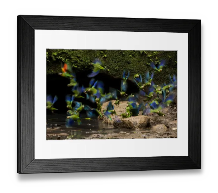 Framed Print : Cobalt-Winged Parakeets (Brotogeris cyanoptera) and an Orange-Cheek Parrot (Pionopsitta