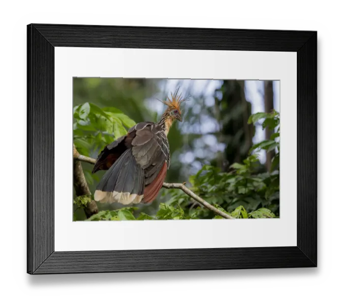 Framed Print : Hoatzin (Opisthocomus hoazin) Yasuni National Park, Orellana, Ecuador Framed Print : Hoatzin (Opisthocomus hoazin) Yasuni National Park, Orellana, Ecuador