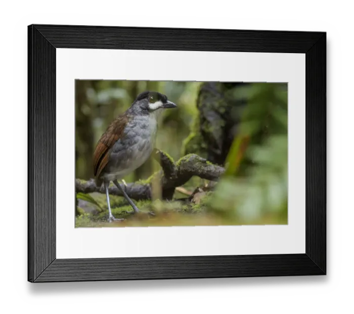 Framed Print : Jocotoco antpittta (Grallaria ridgelyi) Tapichalaca Reserve, Loja, Ecuador Framed Print : Jocotoco antpittta (Grallaria ridgelyi) Tapichalaca Reserve, Loja, Ecuador